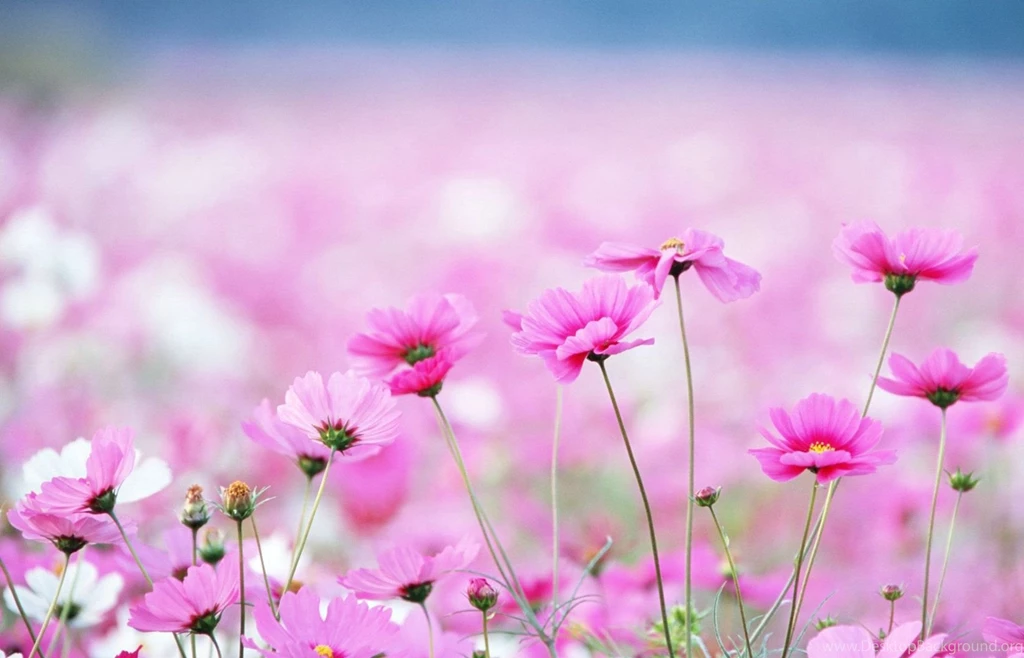 40 BEAUTIFUL FLOWER WALLPAPERS FREE TO DOWNLOAD..... Godfather Style