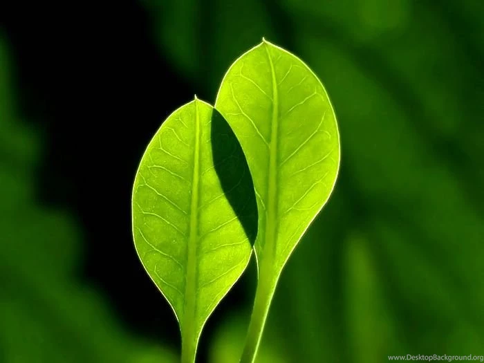 HD Leaves & Plants Wallpapers (vol.9)   Wallcoo.net