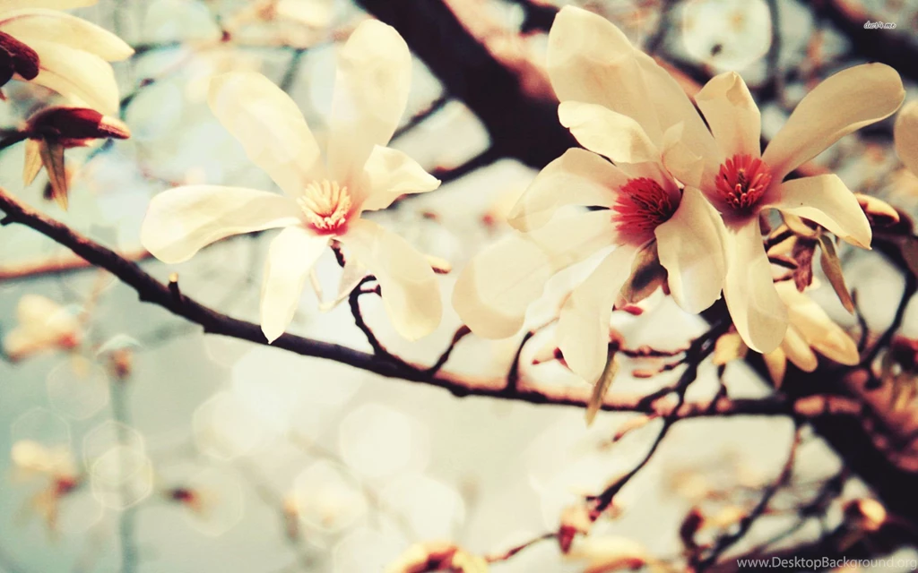 Magnolia Wallpapers