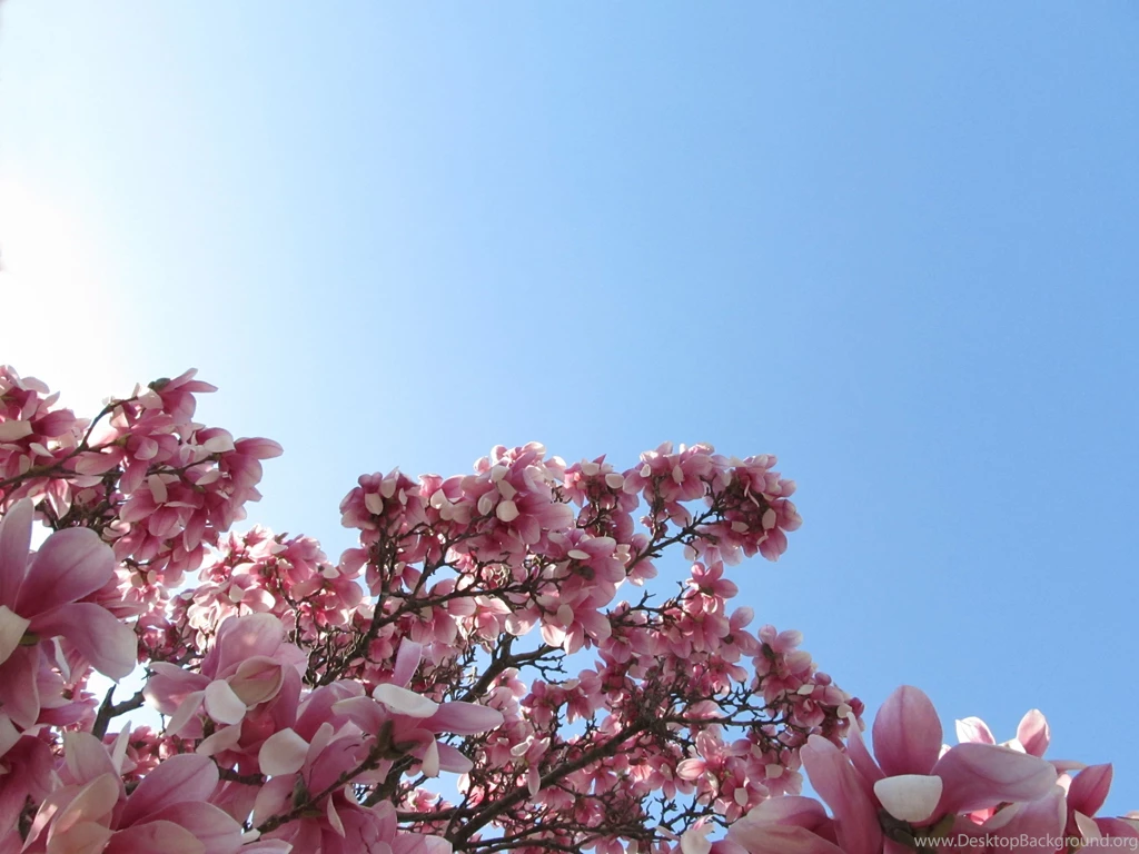 HD Magnolia Wallpapers