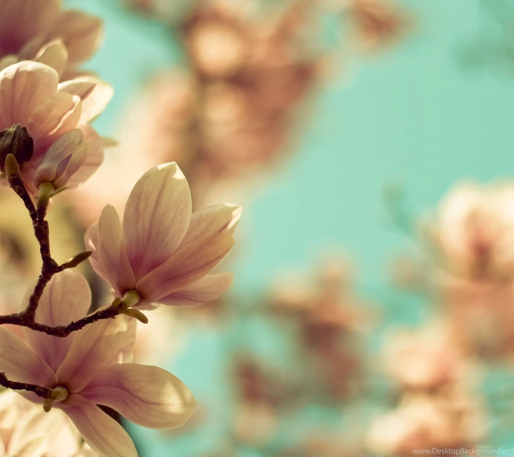 Magnolia FlowersSamsung Wallpapers Download
