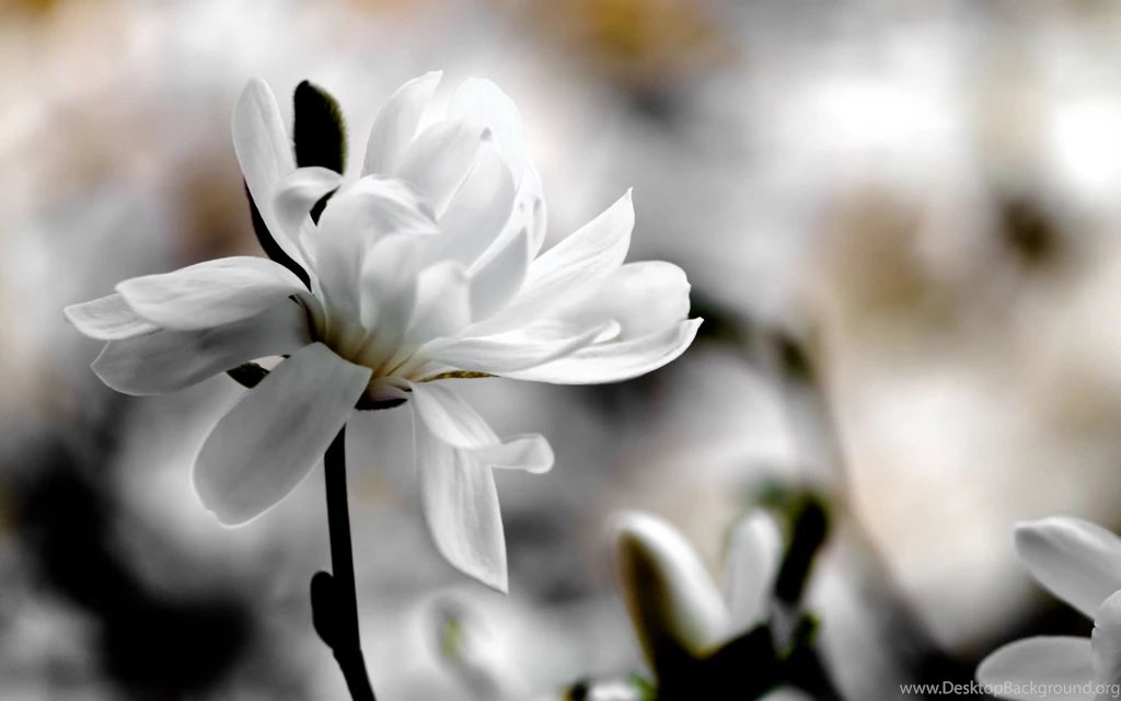 Beautiful White Magnolia   White Wallpapers (34732646)   Fanpop
