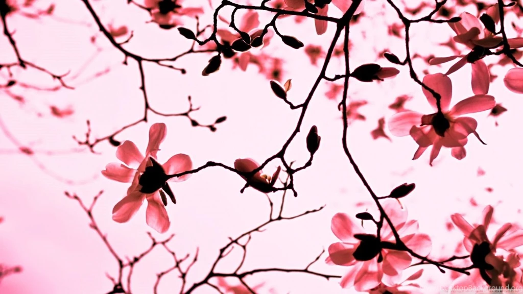 Magnolia Twigs HD Desktop Wallpapers : High Definition : Fullscreen ...