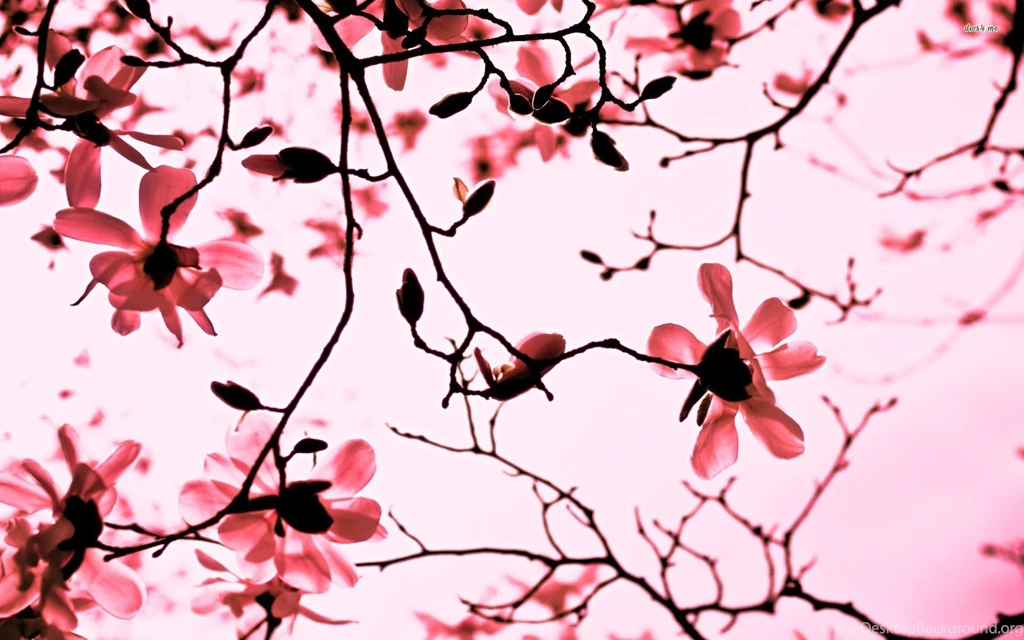 30 Amazing Free HD Flower Wallpapers