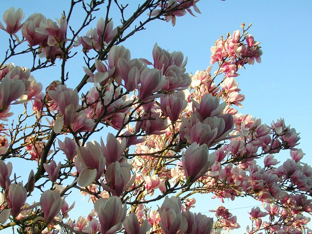 Magnolia Wallpapers 3 By Jillithe On DeviantArt