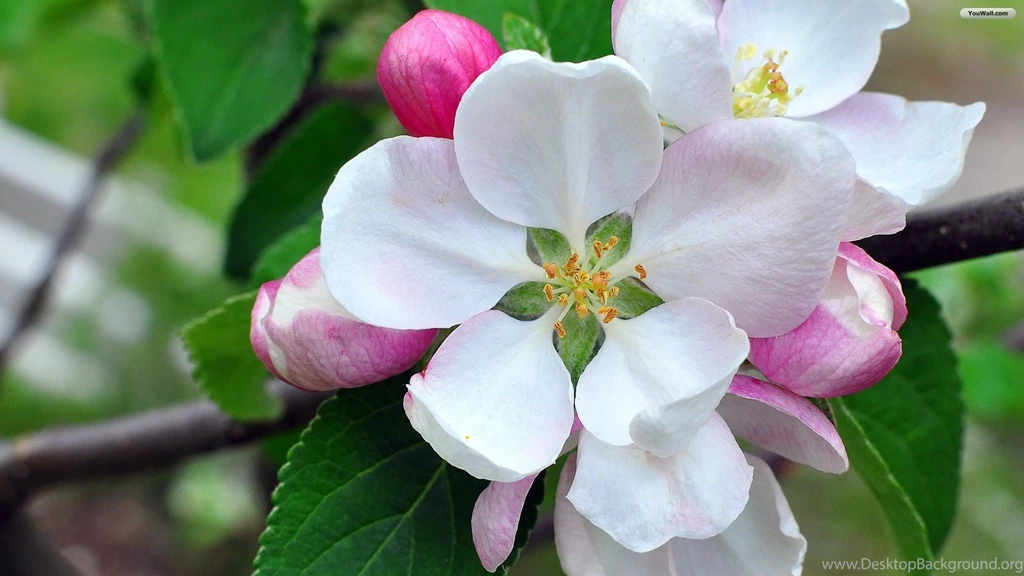 YouWall Magnolia Flower Wallpapers Wallpaper,wallpapers,free ...