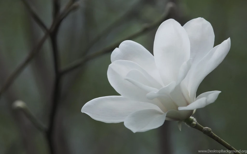 Beautiful White Magnolia   White Wallpapers (34732638)   Fanpop