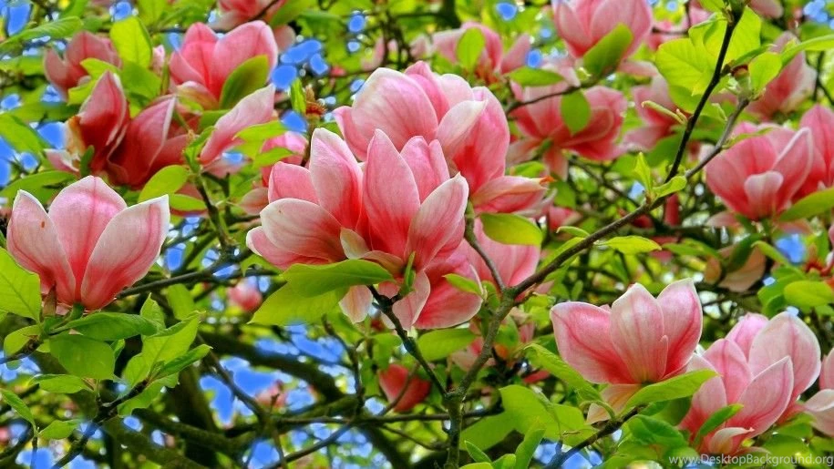 Magnolia Hd Photo And Desktop Wallpapers Flowers Images Magnolia ...