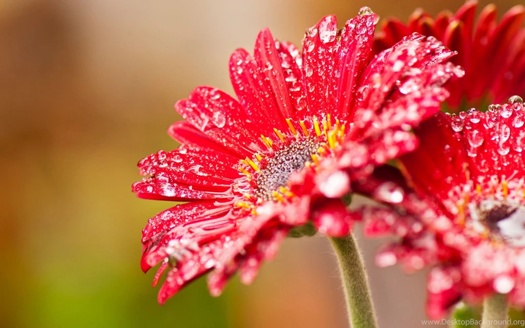 Windows 8 Consumer Preview Wallpapers By Microsoft Desktop Wallpapers