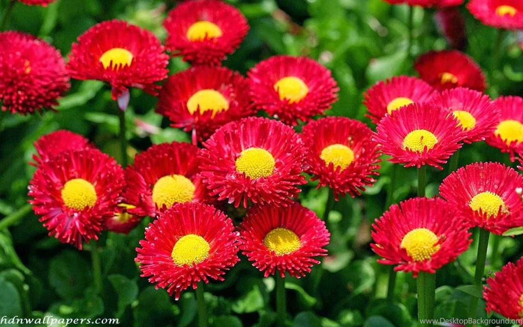 HD+flower+wallpapers+for+mobile.jpg