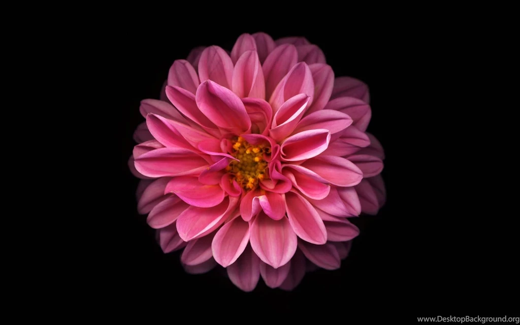 Dahlia Wallpapers >> Backgrounds With Quality HD