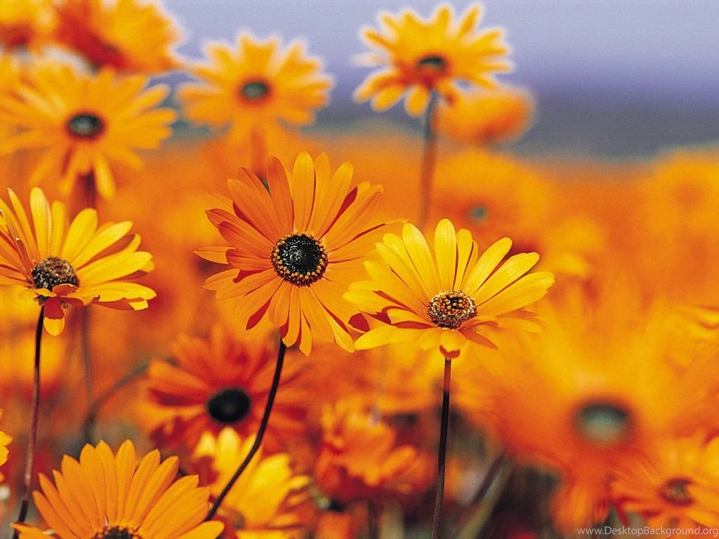 Free Wallpapers Desktop Backgrounds For Windows Vista And XP