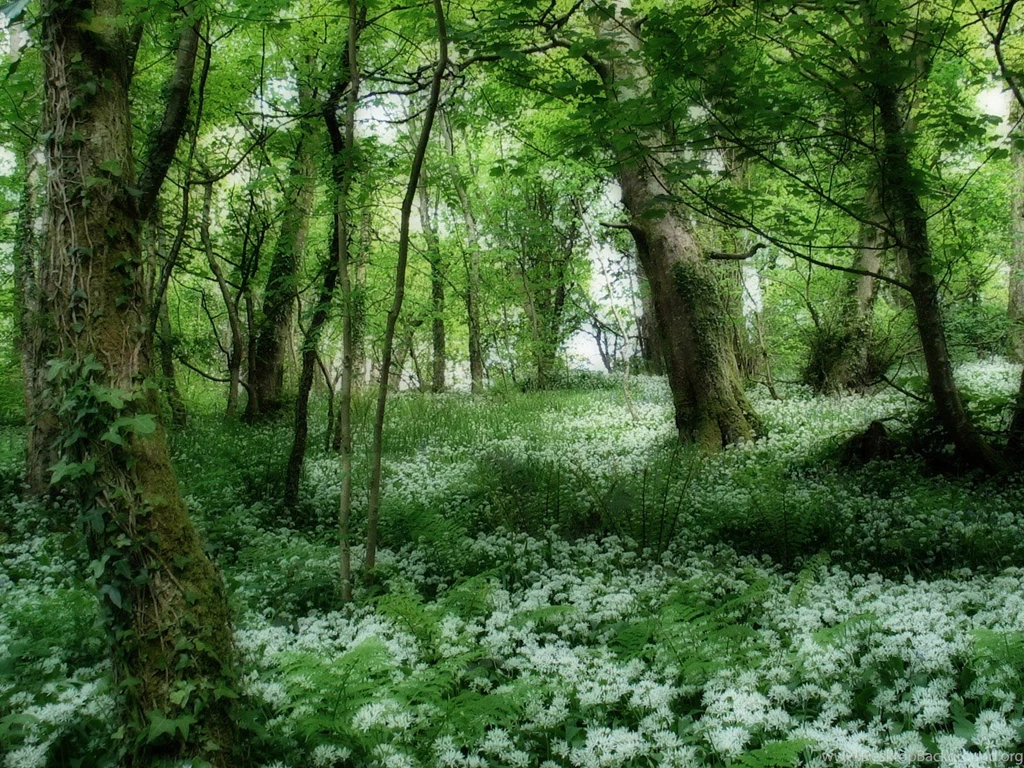 Desktop Wallpapers · Gallery · Windows 7 · Windows 7 Wallpapers ...