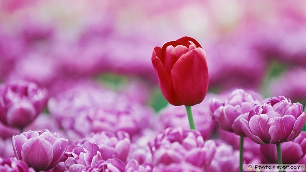 High Resolution Flowers Wallpapers Zibrato