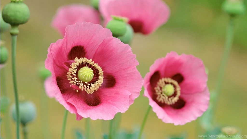 Flowers For Wallpapers Free Download HD Wallpapers Pretty