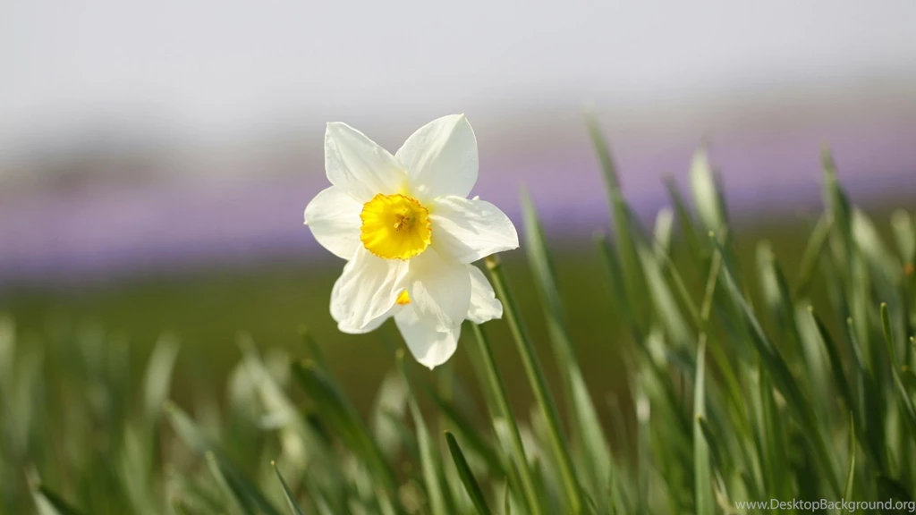 Daffodils Flowers Wallpaper, Daffodils Flowers Pictures
