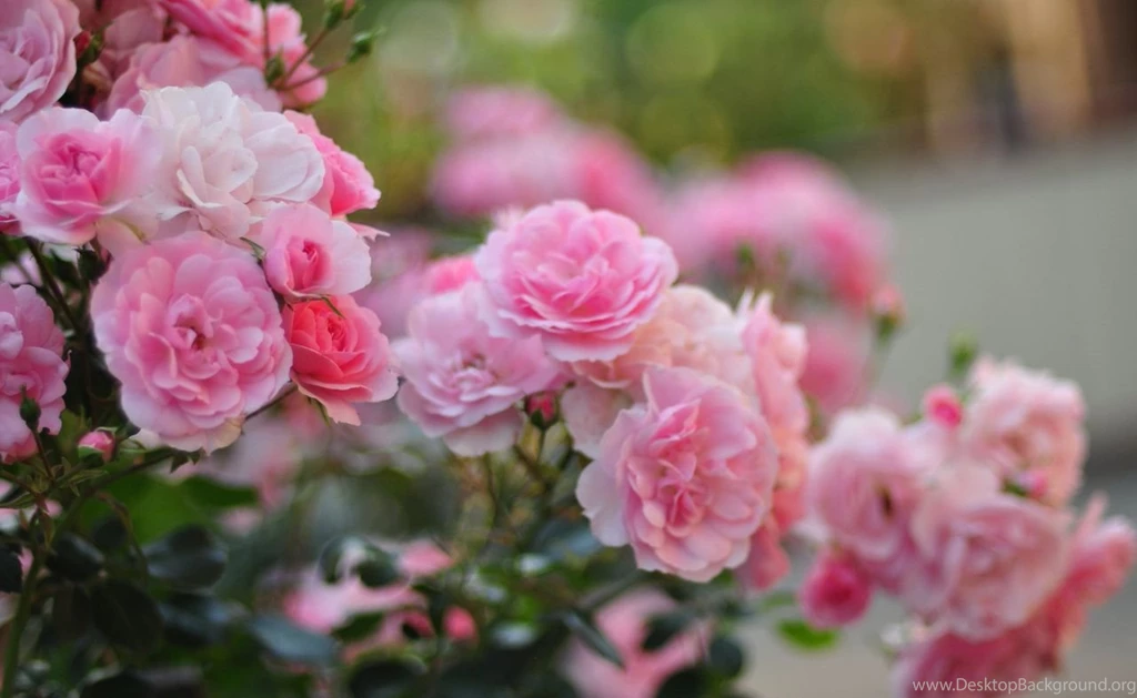 Hd Wallpapers, Nature Images, Green, Life, Fresh Air, Healthy ...