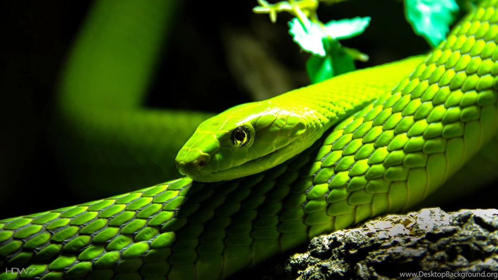 Green Mamba Desktop Backgrounds