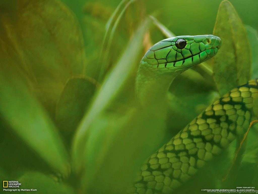 Jameson's Mamba Picture Snake Wallpapers National Geographic ...