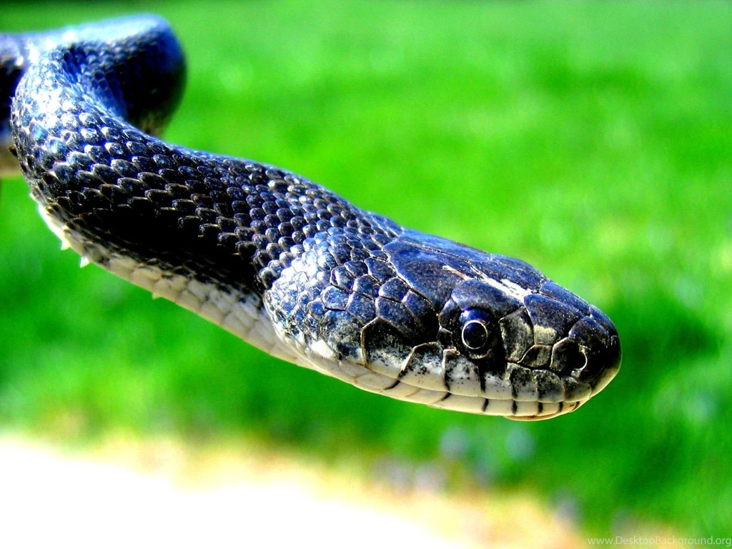 Snake HD Wallpapers
