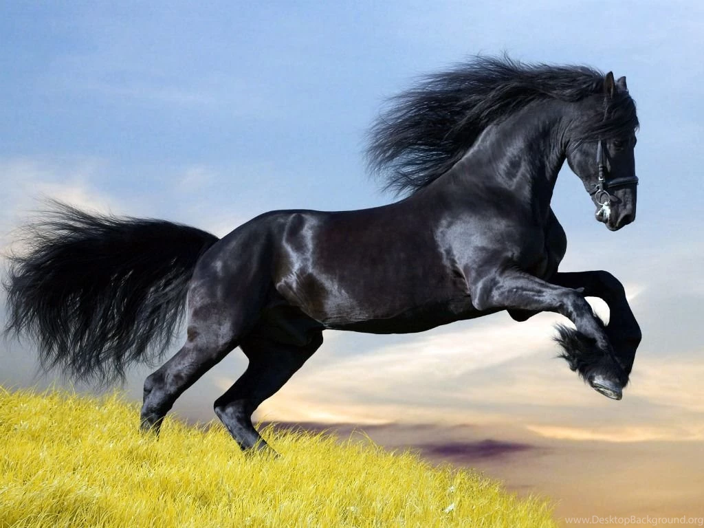 Black Horse Wallpapers Splendid Wallpapers HD