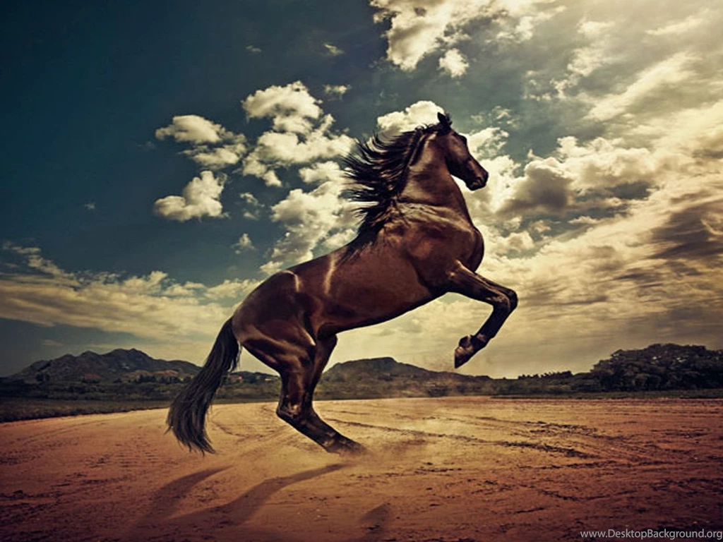Pictures > Cool Mustang Horse Backgrounds