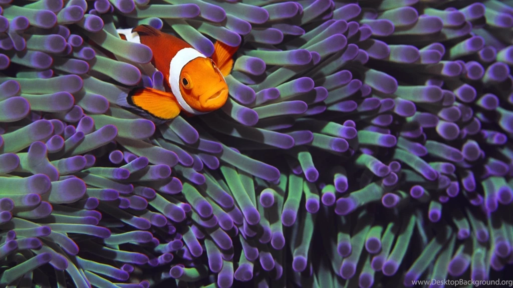 Clownfish Backgrounds Wallpapers Cave