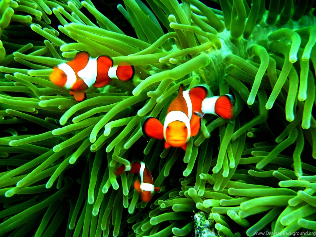 Clown Fish Wallpapers Wallpapers Cave