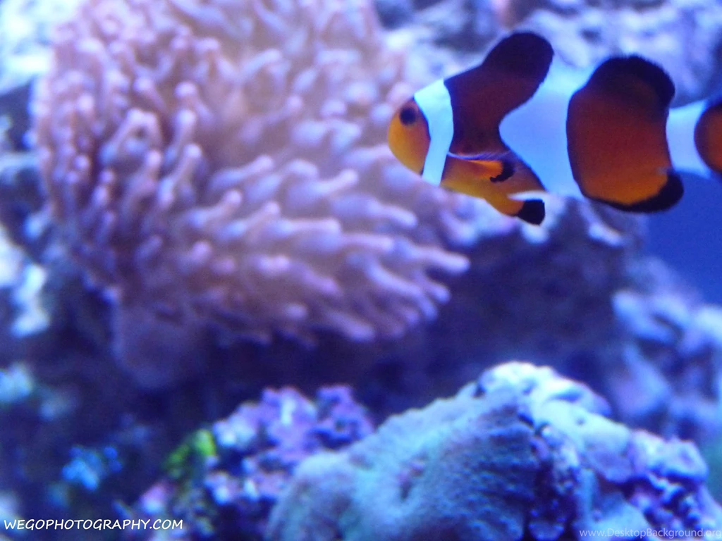 Gallery For   Black Clownfish In Anemone