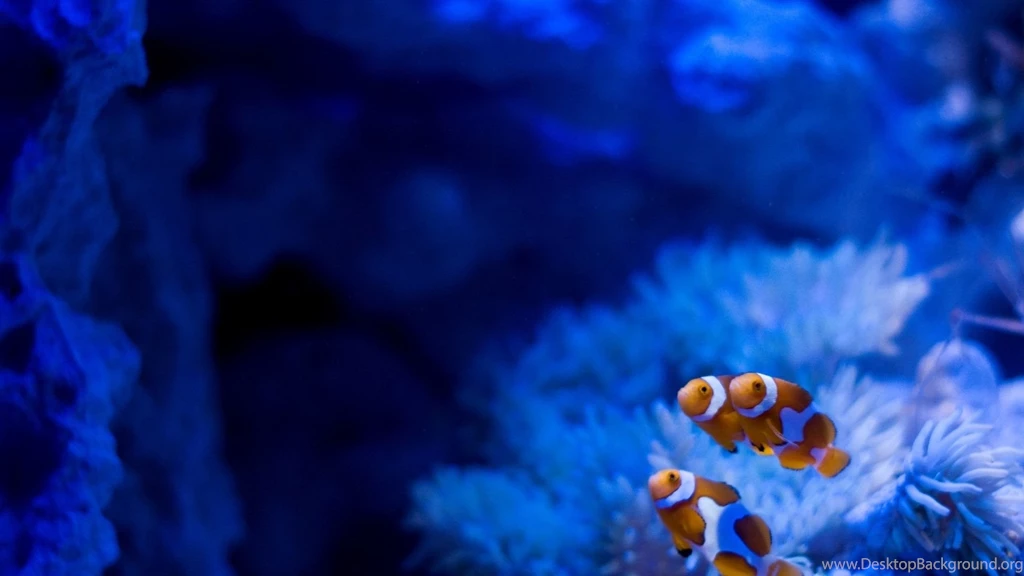 Clown Fish Aquarium.jpg