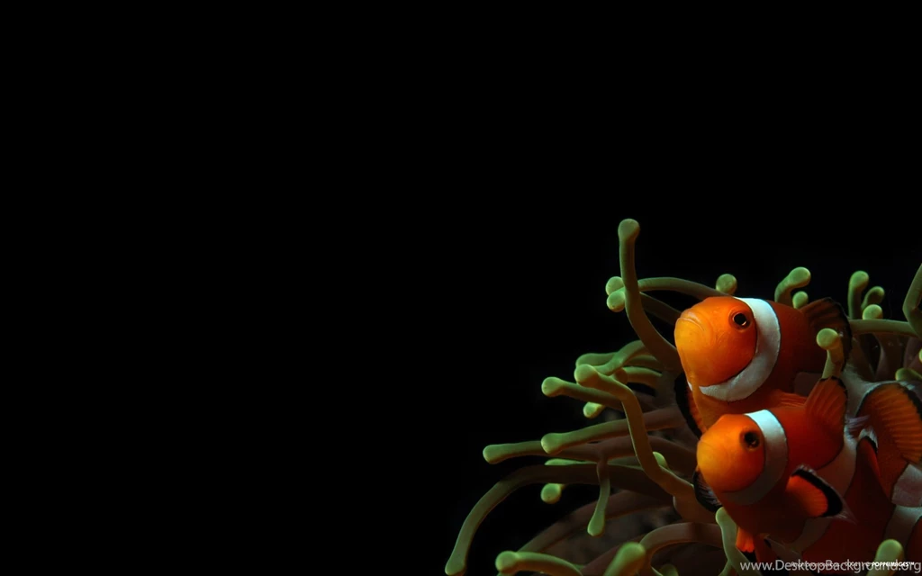 Clownfish Sea Anemones Wallpapers (
