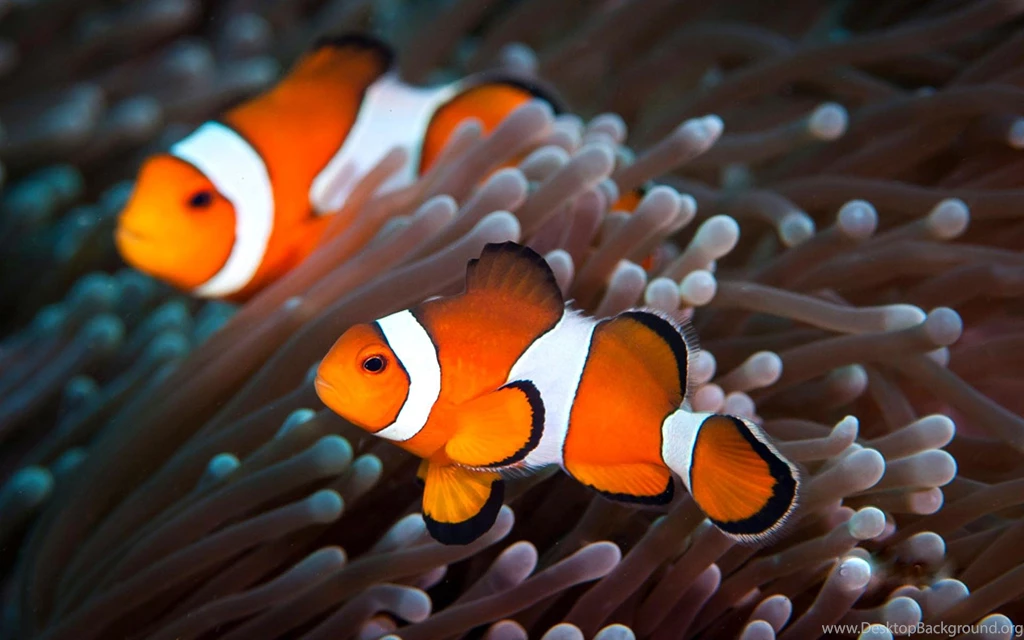 Clown Fish (