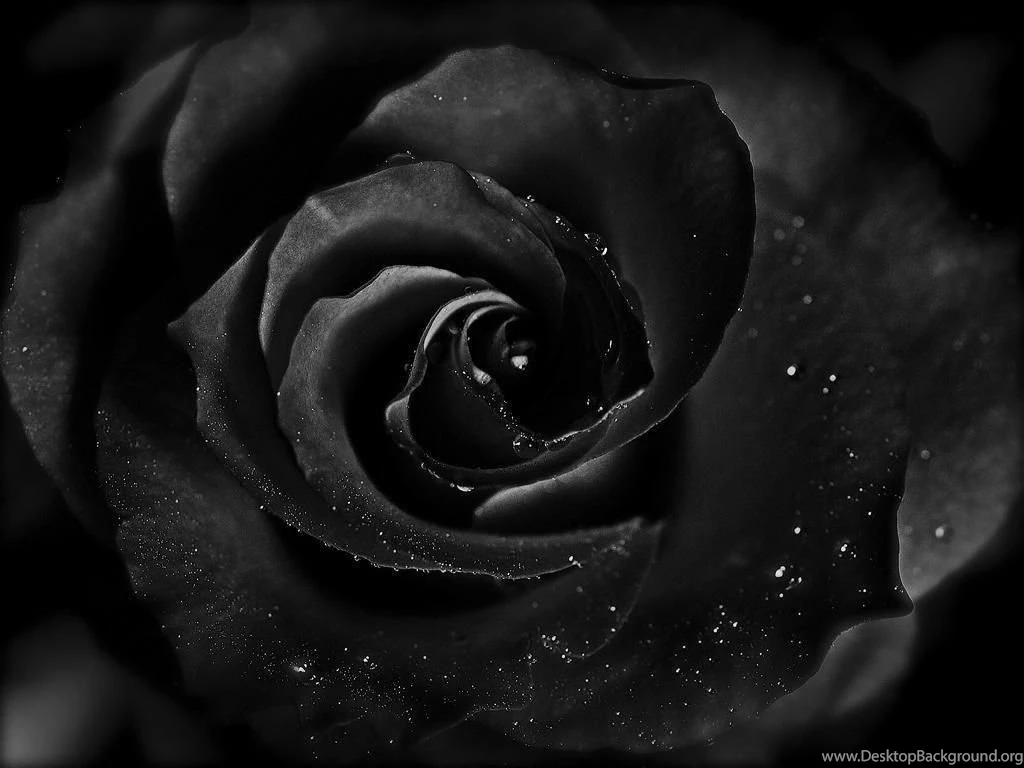 Black Rose Wallpapers HD Pictures