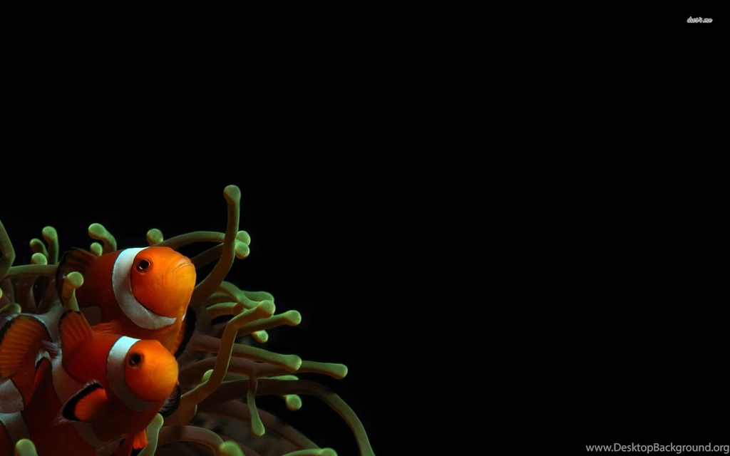 Clownfish Wallpapers   Animal Wallpapers