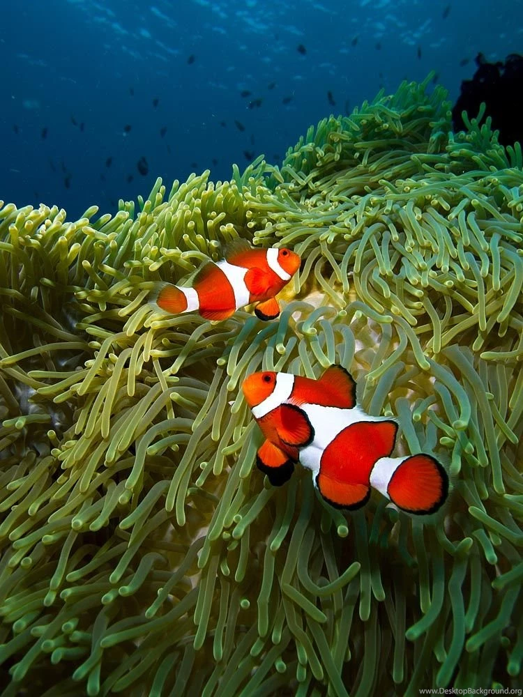Clown Fish Photo Gallery: Underwater At Apo Island Travel ...