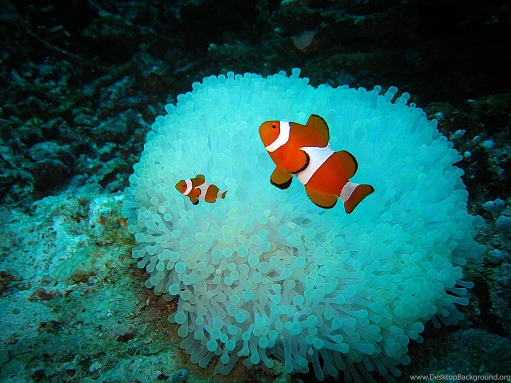 Gallery For Black Clownfish In Anemone