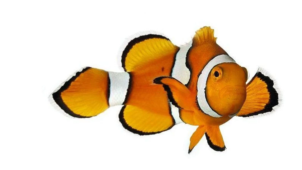 3968x2976px Clown Fish Pic