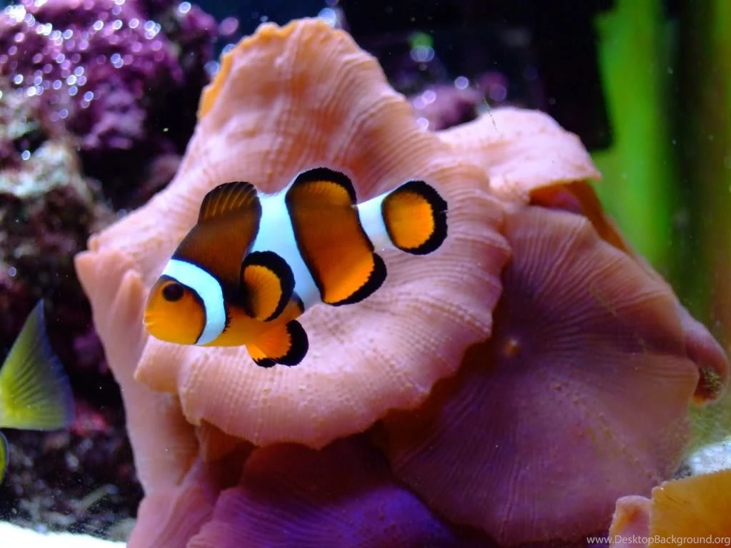 Where Is Wallpaper: Clownfish Pictures