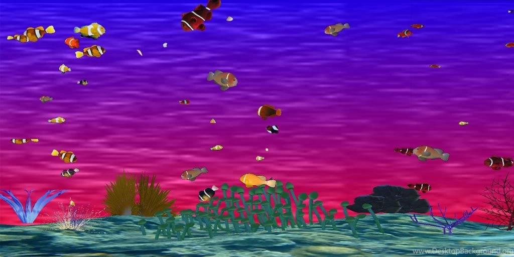 Clownfish Aquarium