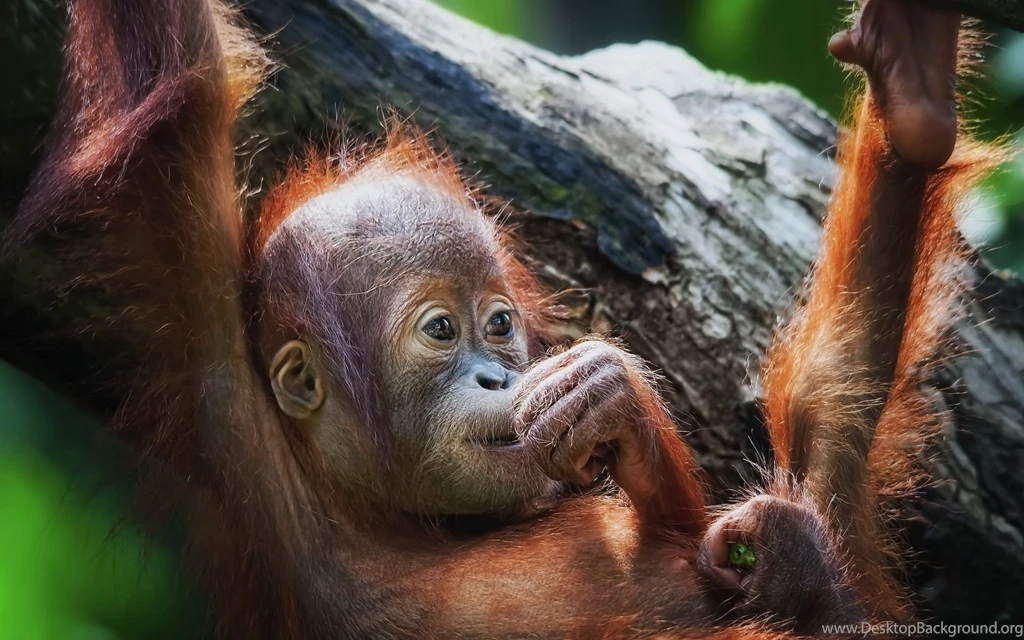 Orangutan Monkeys Cute Babies Wallpapers
