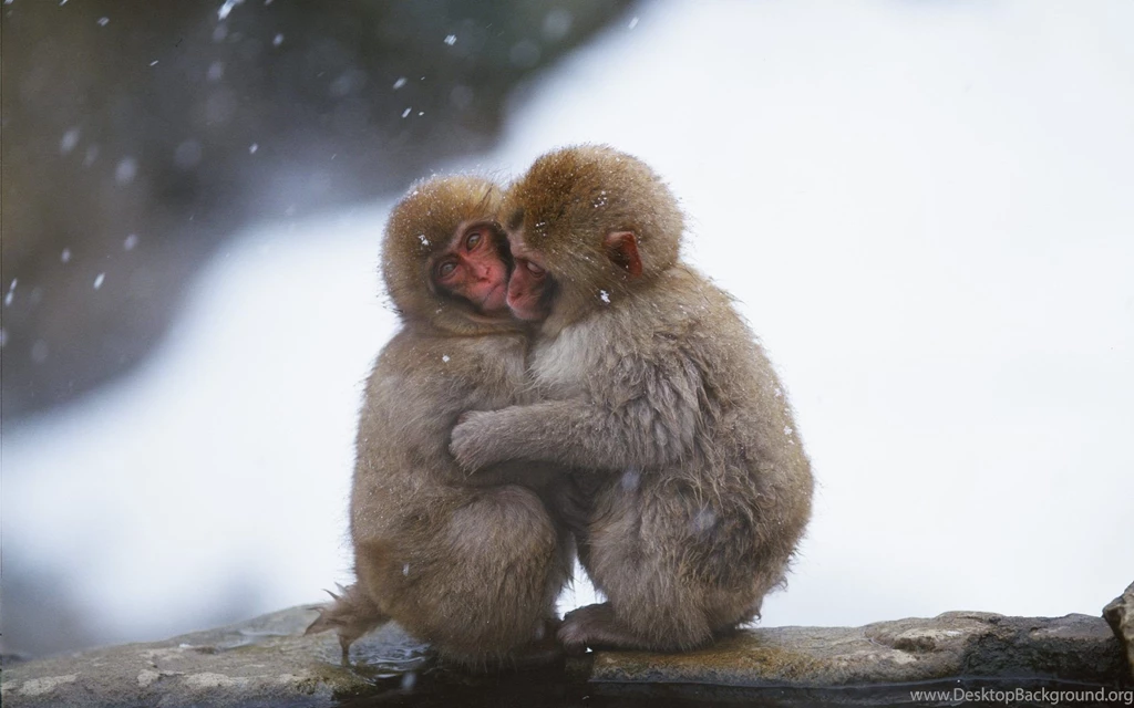 Snow Monkey Wallpapers