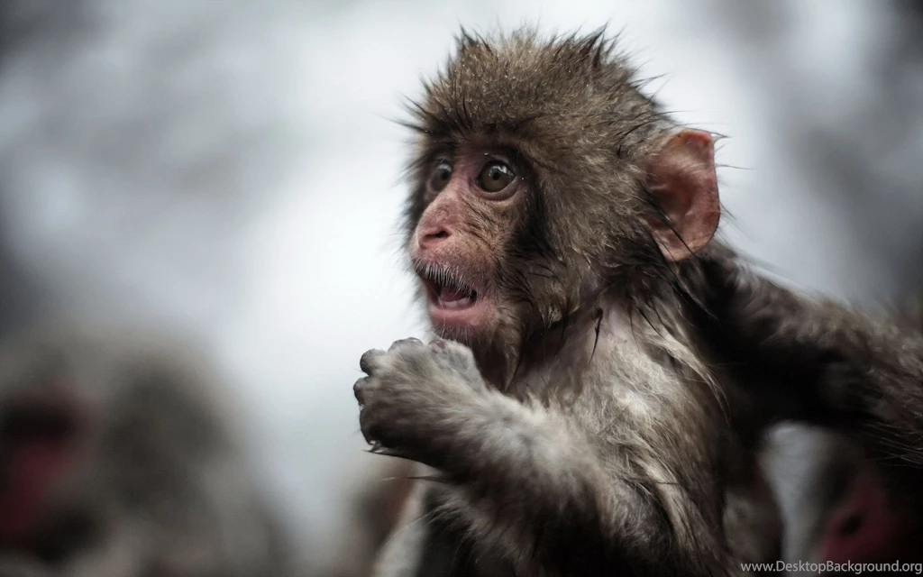 Wallpapers Of Monkeys Wallpapers Cave