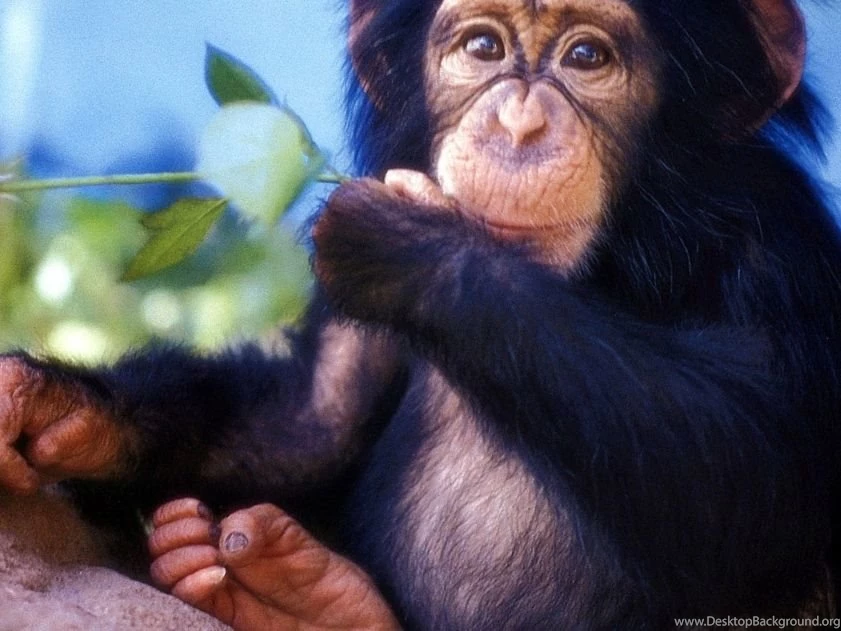 Cute Baby Monkeys Wallpaper.