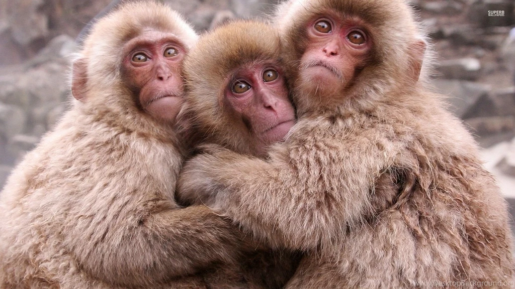 Cute Monkeys Hugging Wallpapers Animal Wallpapers