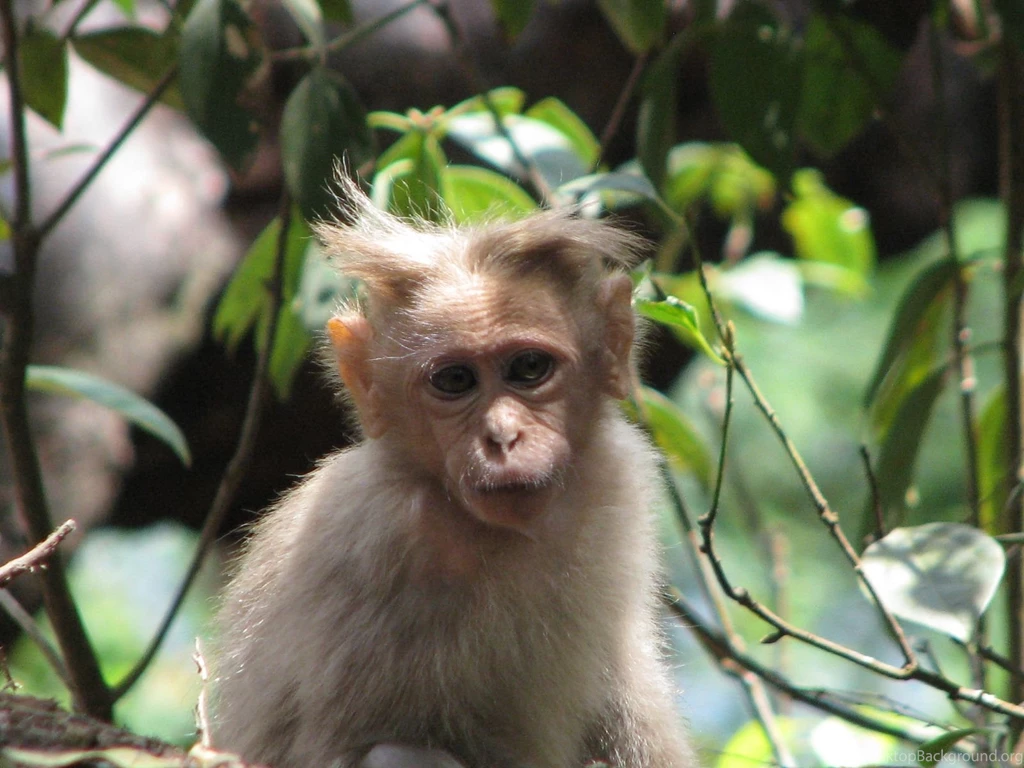 Primates: Spikey Monkey Nature Cute Primate Free Desktop Wallpapers ...