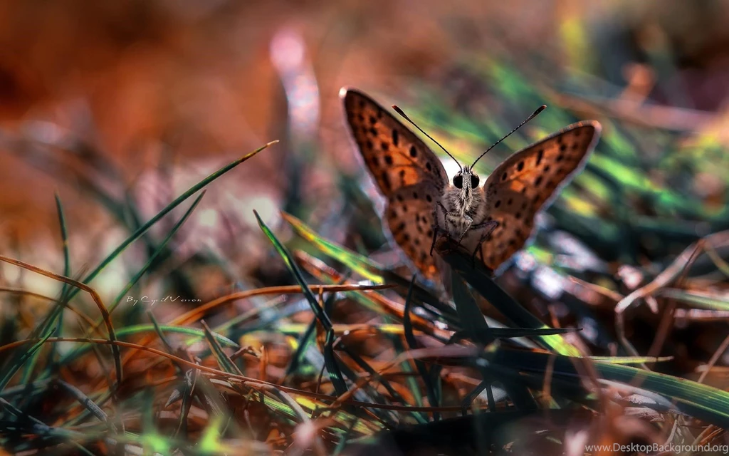 Butterfly Wallpapers