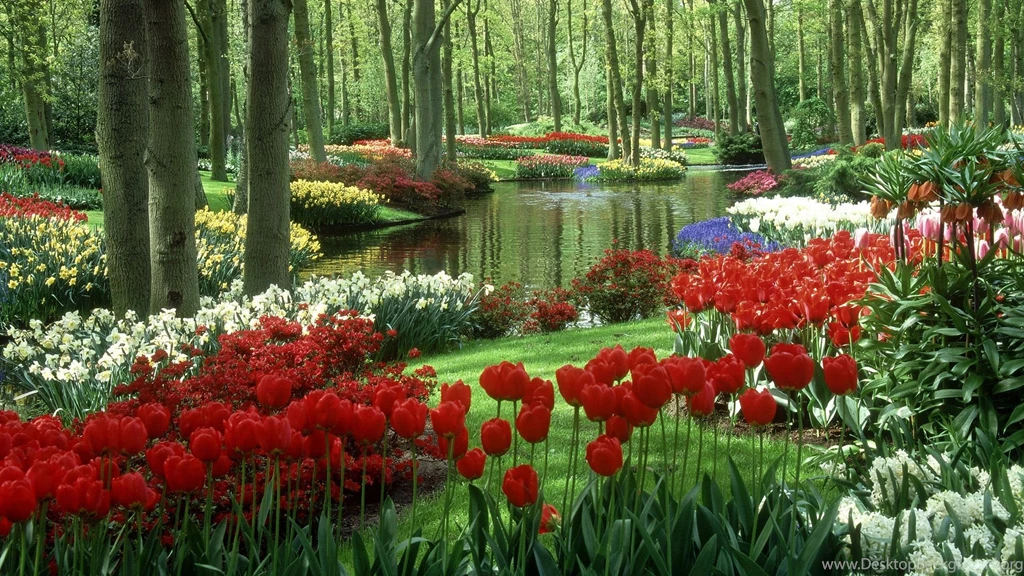 Beautiful Nature Wallpapers With Colorful Tulips In Garden
