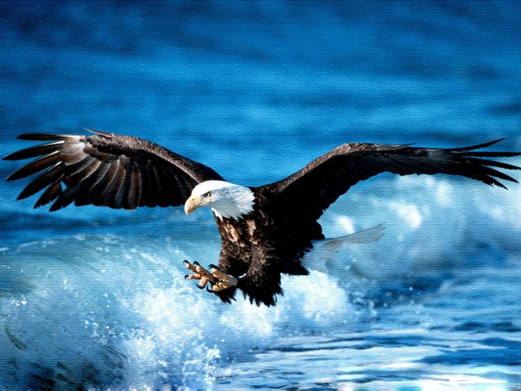 Eagle Android Amazing Wallpapers / Wallpapers Eagle 6503 High ...