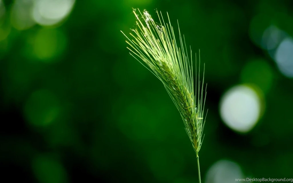 UNeedAllinside: 40 Amazing Nature Wallpapers Download Free