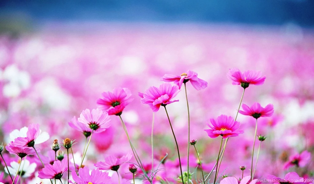 Cute Sweet Wallpaper Best Flowers Picture HD Image.jpg